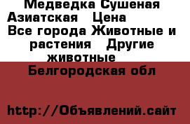 Медведка Сушеная Азиатская › Цена ­ 1 400 - Все города Животные и растения » Другие животные   . Белгородская обл.